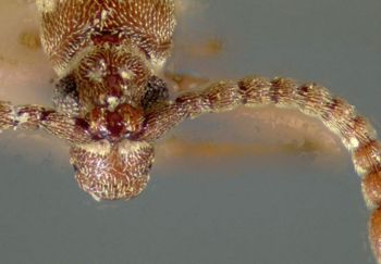 Media type: image;   Entomology 9030 Aspect: head frontal view